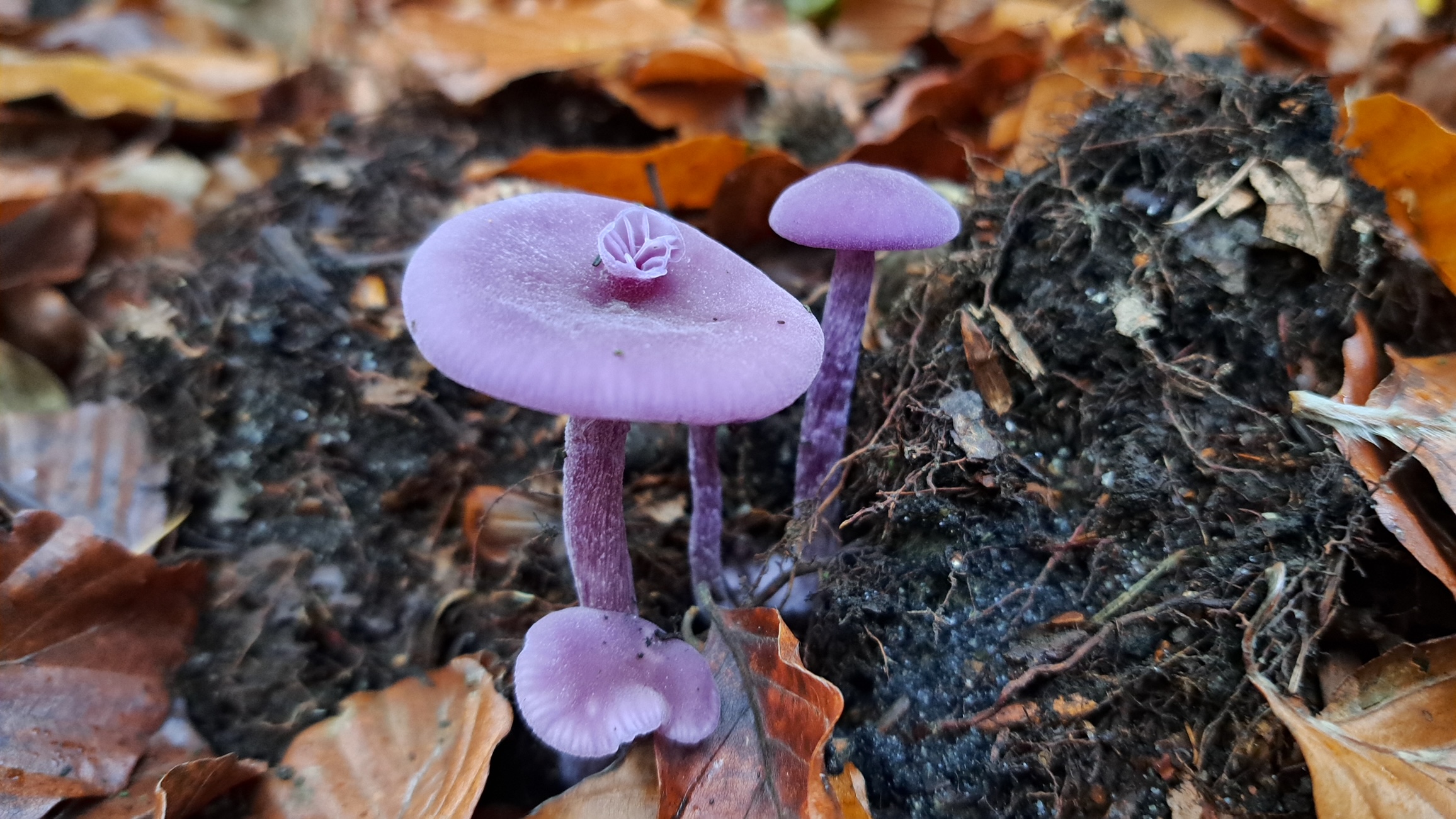 Zen.nl, Zen, meditatie, leren mediteren, foto, sesshin, wedstrijd, schoonheid, vergankelijkheid